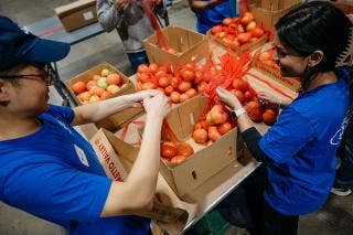 Two people sorting tomatoes in mesh bags and into boxes.