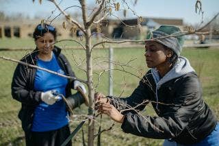 Two females securing a newly planted, young tree