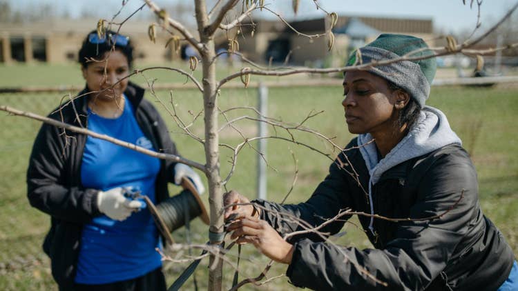 African American female wearing Michigan State University green and gray knit cap, black jacket over gray hoodie as she secures branches of a young tree as another female watches while holding a spool of binding material.